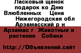 Ласковый щенок-подарок ко Дню Влюбленных! › Цена ­ 15 000 - Нижегородская обл., Арзамасский р-н, Арзамас г. Животные и растения » Собаки   